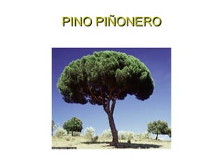 PINO PIÑONERO 