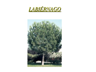 LABIÉRNAGO