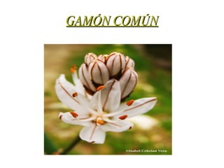 GAMÓN COMÚN 