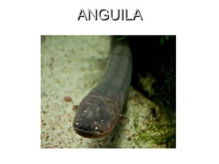 ANGUILA 