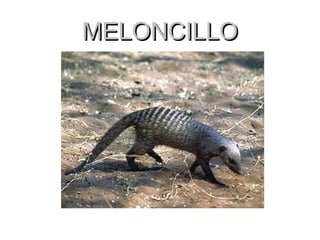 MELONCILLO 