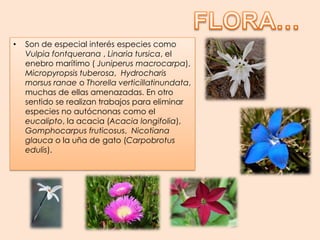 FLORA…Son de especial interés especies como Vulpiafontquerana, Linaria tursica, el enebro marítimo ( Juniperusmacrocarpa),  Micropyropsis tuberosa,  Hydrocharismorsusranae o Thorellaverticillatinundata, muchas de ellas amenazadas. En otro sentido se realizan trabajos para eliminar especies no autócnonas como el eucalipto, la acacia (Acacia longifolia),  Gomphocarpusfruticosus,  Nicotiana glauca o la uña de gato (Carpobrotusedulis).