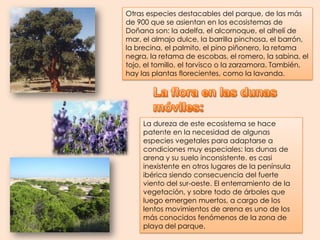 Otras especies destacables del parque, de las más de 900 que se asientan en los ecosistemas de Doñana son: la adelfa, el alcornoque, el alhelí de mar, el almajo dulce, la barrilla pinchosa, el barrón, la brecina, el palmito, el pino piñonero, la retama negra, la retama de escobas, el romero, la sabina, el tojo, el tomillo, el torvisco o la zarzamora. También, hay las plantas florecientes, como la lavanda.La flora en las dunas móviles: La dureza de este ecosistema se hace patente en la necesidad de algunas especies vegetales para adaptarse a condiciones muy especiales: las dunas de arena y su suelo inconsistente. es casi inexistente en otros lugares de la península ibérica siendo consecuencia del fuerte viento del sur-oeste. El enterramiento de la vegetación, y sobre todo de árboles que luego emergen muertos, a cargo de los lentos movimientos de arena es uno de los más conocidos fenómenos de la zona de playa del parque.