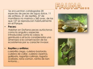 FAUNA…      Se encuentran catalogadas 20 especies de peces de agua dulce, 11 de anfibios, 21 de reptiles, 37 de mamíferos no marinos y 360 aves, de las que 127 se reproducen habitualmente en el Parque.Peces:      Habitan en Doñana peces autóctonos como la anguila y especies introducidas como la carpa, la  gambusia o el lucio consideradas una amenaza a la conservación de los ecosistemas por su caracter invasor.Reptiles y anfibios:      culebrilla ciega, culebra bastarda, culebra de collar, culebra viperina, gallipato, lagartija colirroja, lagarto ocelado, rana común, ranita de San Antonio…