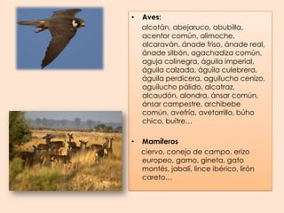 Aves:alcotán, abejaruco, abubilla, acentor común, alimoche, alcaraván, ánade friso, ánade real, ánade silbón, agachadiza común, aguja colinegra, águila imperial, águila calzada, águila culebrera, águila perdicera, aguilucho cenizo, aguilucho pálido, alcatraz, alcaudón, alondra, ánsar común, ánsar campestre, archibebe común, avefría, avetorrillo, búho chico, buitre…Mamíferos     ciervo, conejo de campo, erizo europeo, gamo, gineta, gato montés, jabalí, lince ibérico, lirón careto…