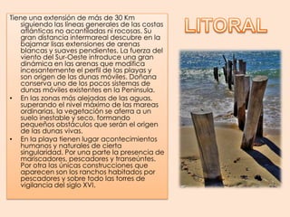 LITORALTiene una extensión de más de 30 Km siguiendo las líneas generales de las costas atlánticas no acantiladas ni rocosas. Su gran distancia intermareal descubre en la bajamar lisas extensiones de arenas blancas y suaves pendientes. La fuerza del viento del Sur-Oeste introduce una gran dinámica en las arenas que modifica incesantemente el perfil de las playas y son origen de las dunas móviles. Doñana conserva uno de los pocos sistemas de dunas móviles existentes en la Península.En las zonas más alejadas de las aguas, superando el nivel máximo de las mareas ordinarias, la vegetación se aferra a un suelo inestable y seco, formando pequeños obstáculos que serán el origen de las dunas vivas.En la playa tienen lugar acontecimientos humanos y naturales de cierta singularidad. Por una parte la presencia de mariscadores, pescadores y transeúntes. Por otra las únicas construcciones que aparecen son los ranchos habitados por pescadores y sobre todo las torres de vigilancia del siglo XVI.