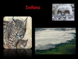 Doñana 