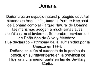Doñana Doñana es un espacio natural protegido español situado en Andalucía , tanto al Parque Nacional de Doñana como al Parque Natural de Doñana las marismas acogen a muchísimas aves acuáticas en el invierno . Su nombre proviene del de Doña Ana de Silva y Mendoza. Fue declarado Patrimonio de la Humanidad por la Unesco en 1994. Doñana se sitúa al suroeste de la península Ibérica, en su mayor parte en la provincia de Huelva y una menor parte en las de Sevilla y Cádiz. 