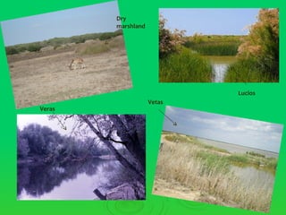Dry
        marshland




                            Lucios
                    Vetas
Veras
 