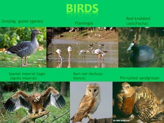 Red-knobbed
Greylag goose (ganso)
                            Flamingos              coot(Focha)




   Spanish imperial Eagle   Barn owl (lechuza
    (Aguila imperial)       blanca)             Pin-tailed sandgrouse
 