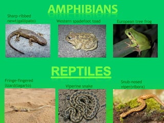 Sharp-ribbed
 newt(gallipato)   Western spadefoot toad   European tree frog




Fringe-fingered                               Snub-nosed
lizard(lagarto)        Viperine snake         viper(vibora)
 