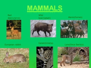 Red             Wild
  deer(ciervo)    boar(jabali)       Mares(horses)




                  Genet(Gineta)
European rabbit                   Lynx(lince iberico)
 