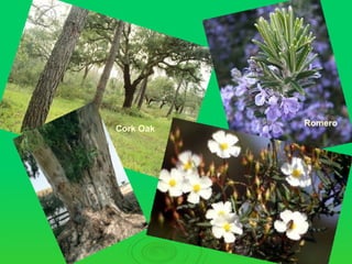 Romero
Cork Oak
 