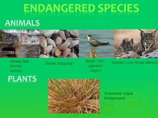 Glossy Ibis                     Black Tern   Iberian Lynx (lince ibérico)
              Donax (coquina)
(morito                          (gaviotín
común)                            negro)




                                         Graminea vulpia
                                         fontquerana
 