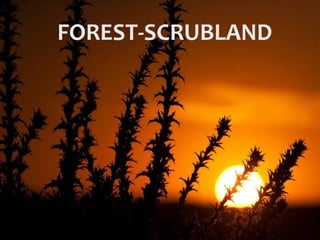FOREST-SCRUBLAND
 