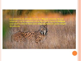 La presencia de animales como el �águila imperial, fácil de
observar, y de la malvasía y el huidizo lince, hace de Doñana
una reserva natural clave para estas especies en grave peligro
de extinción.
 