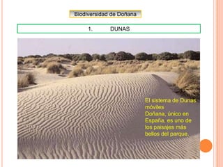 Biodiversidad de Doñana

1.    DUNAS
      1.  DUNAS




                           El sistema de Dunas
                           móviles
                           Doñana, único en
                           España, es uno de
                           los paisajes más
                           bellos del parque.
 