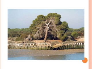 Doñana 1
