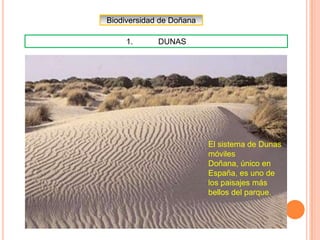 Doñana 1