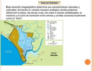 Doñana 1