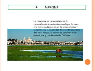 4.        MARISMA



La marisma es un ecosistema de
extraordinaria importancia como lugar de paso,
cría e invernada para miles de aves europeas y
africanas. De la diversidad de ecosistemas que se
dan en el parque, es este el de carácter más
estacional y cambiante de Doñana.
 