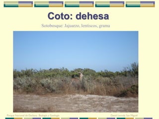 Coto: dehesa
                              Sotobosque: Jajuarzo, lentiscos, grama




Parque Nacional de Doñana: Biología y Geología                         David Leunda San Miguel
 
