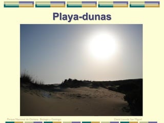 Playa-dunas




Parque Nacional de Doñana: Biología y Geología      David Leunda San Miguel
 