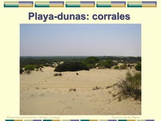 Playa-dunas: corrales




Parque Nacional de Doñana: Biología y Geología   David Leunda San Miguel
 