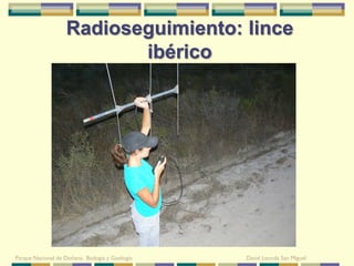 Radioseguimiento: lince
                          ibérico




Parque Nacional de Doñana: Biología y Geología   David Leunda San Miguel
 