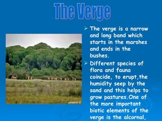 The verge is a narrow and long band which starts in the marshes and ends in the bushes. Different species of flora and fauna coincide, to erupt,the humidity seep by the sand and this helps to grow pastures.One of the more important biotic elements of the verge is the alcornal, where many different species are found. The Verge 