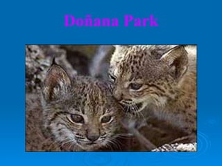 Doñana Park 