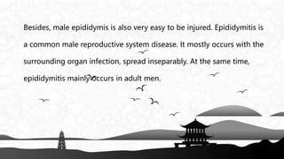Besides, male epididymis is also very easy to be injured. Epididymitis is
a common male reproductive system disease. It mostly occurs with the
surrounding organ infection, spread inseparably. At the same time,
epididymitis mainly occurs in adult men.
 