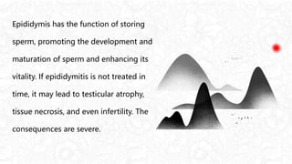 Epididymis has the function of storing
sperm, promoting the development and
maturation of sperm and enhancing its
vitality. If epididymitis is not treated in
time, it may lead to testicular atrophy,
tissue necrosis, and even infertility. The
consequences are severe.
 