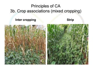 Climate Smart Agriculture in Ghana and Beyond Africa | PPTX