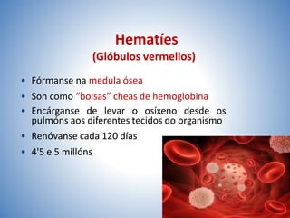 Hematíes
(Glóbulos vermellos)
• Fórmanse na medula ósea
• Son como “bolsas” cheas de hemoglobina
• Encárganse de levar o osíxeno desde os
pulmóns aos diferentes tecidos do organismo
• Renóvanse cada 120 días
• 4'5 e 5 millóns
 