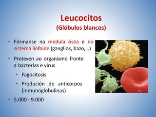 Leucocitos
(Glóbulos blancos)
• Fórmanse na medula ósea e no
sistema linfoide (ganglios, bazo,…)
• Protexen ao organismo fronte
a bacterias e virus
• Fagocitosis
• Produción de anticorpos
(inmunoglobulinas)
• 5.000 - 9.000
 