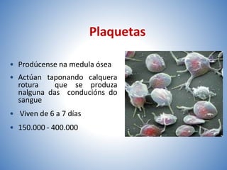 Plaquetas
• Prodúcense na medula ósea
• Actúan taponando calquera
rotura que se produza
nalguna das conducións do
sangue
• Viven de 6 a 7 días
• 150.000 - 400.000
 