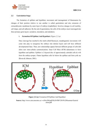 SBB 2114
9
2.2 Gastrulation Stage:
The formation of epiblast and hypoblast, movement and rearangement of blastomeres by
changes of their position relative to one another is called gastrulation and also extension of
extraembryonic membrane by outer layer of embryo (trophoblast). Involves changes in cell motility,
cell shape, and cell adhesion. By the end of gastrulation, the cells of the embryo must rearranged into
three primary germ layers: ectoderm, mesoderm, and endoderm.
i. Formation Of Epiblast And Hypoblast (Figure 2.2 a):
Once cleavage has resulted in the multi-celled blastocyst, morphogenetic movements will
come into play to reorganize the embryo into distinct layers and will have different
developmental fates. Then, new relationships appear between different groups of cells taht
allow new inter-cellular communications. Inner Cell Mass (ICM) delaminates to form
hypoblast and epiblast. Epiblast is 2-layered disc of approximately cuboidal cells & will
form the embryo proper. Flatter hypoblast cells lie below the epiblast and form yolk sac
(Raven & Johnson, 2001).
Figure 2.2 (a): Formation Of Epiblast And Hypoblast
Source: http://www.utm.utoronto.ca/~w3bio380/pdf/OLD-PDF/2010%20Summer/Gastrul
ation.pdf
 