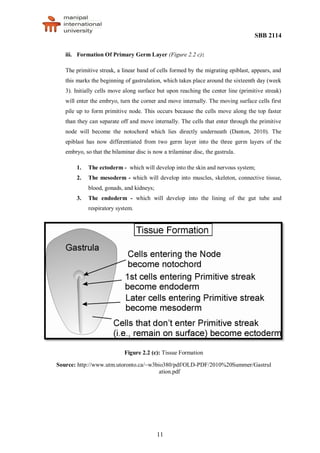 SBB 2114
11
iii. Formation Of Primary Germ Layer (Figure 2.2 c):
The primitive streak, a linear band of cells formed by the migrating epiblast, appears, and
this marks the beginning of gastrulation, which takes place around the sixteenth day (week
3). Initially cells move along surface but upon reaching the center line (primitive streak)
will enter the embryo, turn the corner and move internally. The moving surface cells first
pile up to form primitive node. This occurs because the cells move along the top faster
than they can separate off and move internally. The cells that enter through the primitive
node will become the notochord which lies directly underneath (Danton, 2010). The
epiblast has now differentiated from two germ layer into the three germ layers of the
embryo, so that the bilaminar disc is now a trilaminar disc, the gastrula.
1. The ectoderm - which will develop into the skin and nervous system;
2. The mesoderm - which will develop into muscles, skeleton, connective tissue,
blood, gonads, and kidneys;
3. The endoderm - which will develop into the lining of the gut tube and
respiratory system.
Figure 2.2 (c): Tissue Formation
Source: http://www.utm.utoronto.ca/~w3bio380/pdf/OLD-PDF/2010%20Summer/Gastrul
ation.pdf
 