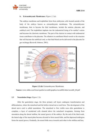SBB 2114
12
iv. Extraembryonic Membranes (Figure 2.2 d):
The embryo membrane and trophoblast form from embryonic cells located outside of the
body of the embryo known as extraembryonic membranes. The extraembryonic
membranes, later to become the fetal membranes, include the amnion, placenta, and
umblical cord. The trophoblast implants into the endometrial lining of its mother’s uterus
and becomes the chorionic membrane. The part of the chorion in contact with endometrial
tissue contributes to the placenta. The allantois in contributes blood vessels to the structure
that will become the umbilical cord, so that fetal blood can be delivered to the placenta for
gas exchange (Raven & Johnson, 2001).
Figure 2.2 (d): Extraembryonic Membranes
Source: www.mhhe.com/biosci/genbio/raven6b/graphics/raven06b/other/raven06_60.pdf
2.3 Neurulation Stage (Figure 2.3):
After the gastrulation stage, the three primary cell layers undergoes transformation and
differentiation, where the notochord and the hollow dorsal nerve cord form. This development of the
dorsal nerve cord is called neurulation. The notochord is first visible soon after gastrulation is
complete, a layer of ectodermal cells situated above the notochord invaginates, forming from
mesoderm along the dorsal midline, the neural groove of the embryo. By the end of the third week,
the lateral edge of the neural plate become elevated to form neural folds, and the depressed midregion
forms the neural groove. Gradually, the neural folds move towards each other in the midline and fuse,
 