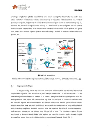SBB 2114
13
creating a long hollow cylinder (neural tube). Until fusion is complete, the cephalic and caudal ends
of the neural tube communicate with the amniotic cavity by way of the anterior (cranial) and posterior
(caudal) neuropores, respectively. Closure of the cranial neuropore occurs at approximately day 25,
whereas the posterior neuropore closes at day 28. Neurulation is then complete, and the central
nervous system is represented by a closed tubular structure with a narrow caudal portion, the spinal
cord, and a much broader cephalic portion characterized by a number of dilations, the brain vesicles
(Taube, n.d.).
Figure 2.3: Neurulation
Source: http://www.apsubiology.org/anatomy/2020_Exam_Reviews/_5/28-09cd_Neurulation_1.jpg
2.4 Organogenesis Stage:
Is the process by which the ectoderm, endoderm, and mesoderm develop into the internal
organs of the organism. This process takes place between about week 3 to the end of week 8. At the
end of this period the embryo is referred to as a fetus.. The germ layers in organogenesis differ by
three processes: folds, splits, and condensation. By week five, the buds of tissue which will become
the limbs are in place. The structures which will become the skeleton, nervous system, and circulatory
system of the face, neck, and jaws are in place. A five-week-old embryo has the early developmental
structures of the esophagus, stomach, intestine, liver, and pancreas. The heart is already functioning,
and continues to develop and change over this period of time. The respiratory system begins
developing, as do blood vessels, blood cells, nervous and endocrine organs. Clearly, the most crucial
organs of the human form are developing during organogenesis (Gajaan & Tossif, 2013).
 
