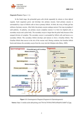 SBB 2114
3
Oogenesis Process (Figure 1.1):
In the foetal stage, the primordial germ cells divide repeatedly by mitosis to form diploid
oogonia. Each oogonium grows and develops into primary oocytes. Each primary oocytes is
surrounded by a layer of follicle cells to form a primary follicle. At birth, the ovary of baby girl has
millions of primary oocytes. After birth, the primary oocytes undergo meiosis I but stop at prophase I
until puberity. At puberity, one primary oocyte completes meiosis I to form two haploid cells: a
secondary oocyte and a polar body. The secondary oocyte is larger than the polar body because of the
unequal division of cytoplast. The secondary oocyte is surrounded by follicle cells and known as a
secondary follicle. The secondary follicle develops and matures to form a Graafian follicle. The
Graafian follicle than moves to the site of the ovarian wall. During ovulation, the Graafian follicle
bursts and releases the secondary oocyte from the ovary into the Fallopian tube (Betsy, 2009).
Figure 1.1: Gametogenesis Diagram (Oogenesis & Spermatogenesis)
Source: https://s-media-cache-ak0.pinimg.com/736x/6a/76/f6/6a76f65cef9ade43c1bebb71a2.jpg
 
