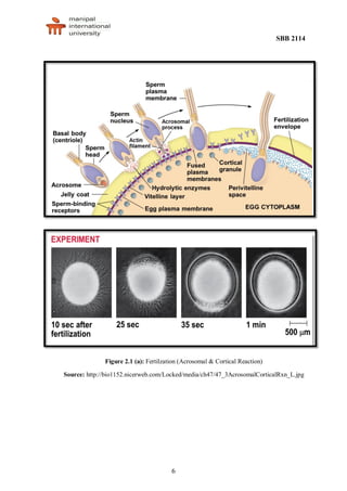 SBB 2114
6
Figure 2.1 (a): Fertilzation (Acrosomal & Cortical Reaction)
Source: http://bio1152.nicerweb.com/Locked/media/ch47/47_3AcrosomalCorticalRxn_L.jpg
 