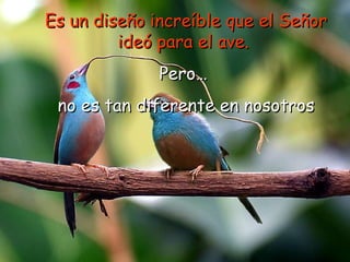 Es un diseño increíble que el Señor ideó para el ave.  Pero…  no es tan diferente en nosotros 