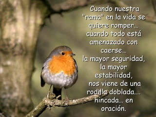Cuando nuestra "rama" en la vida se quiere romper… cuando todo está amenazado con caerse… la mayor seguridad, la mayor estabilidad, nos viene de una rodilla doblada.… hincada… en oración. 