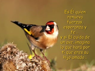 Es Él quien renueva fuerzas, esperanza y fe…  y si Él cuida de un ave, imagina lo que hará por tí que eres su hijo amado… 