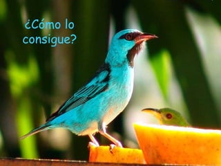 ¿Cómo lo consigue? 