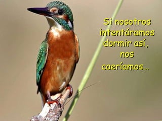 Si nosotros intentáramos dormir así,  nos caeríamos…   