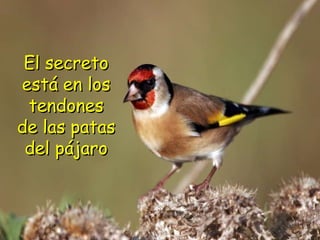 El secreto está en los tendones de las patas del pájaro 