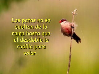 Los patas no se sueltan de la rama hasta que él desdoble la rodilla para volar.   